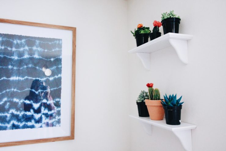 cacti shelves